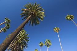 palm_trees