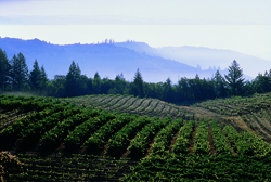 vineyard