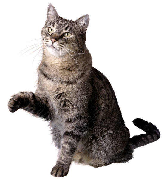 curious cat