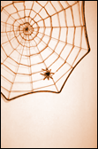 spider web